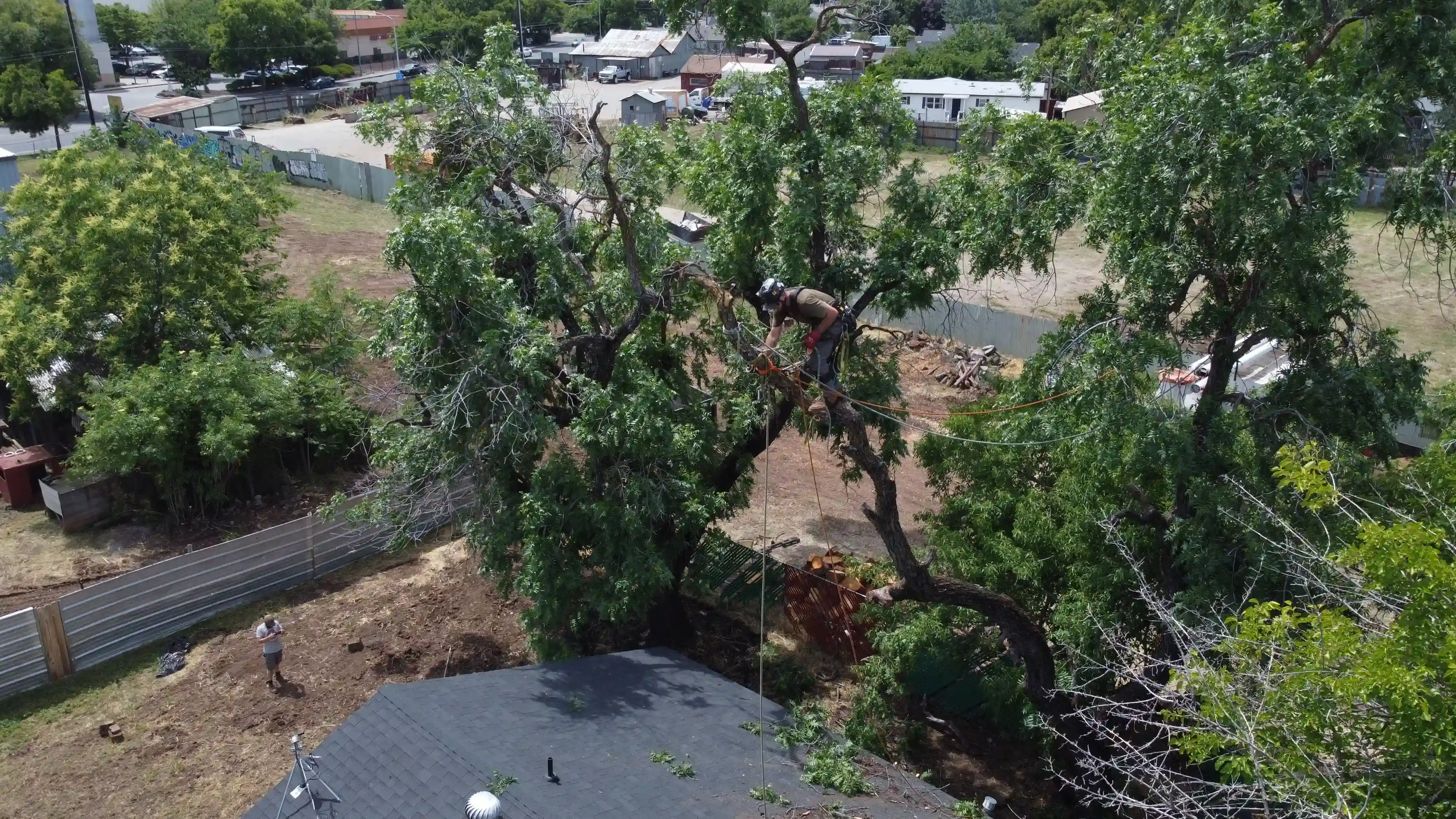 Tree trimming job 1