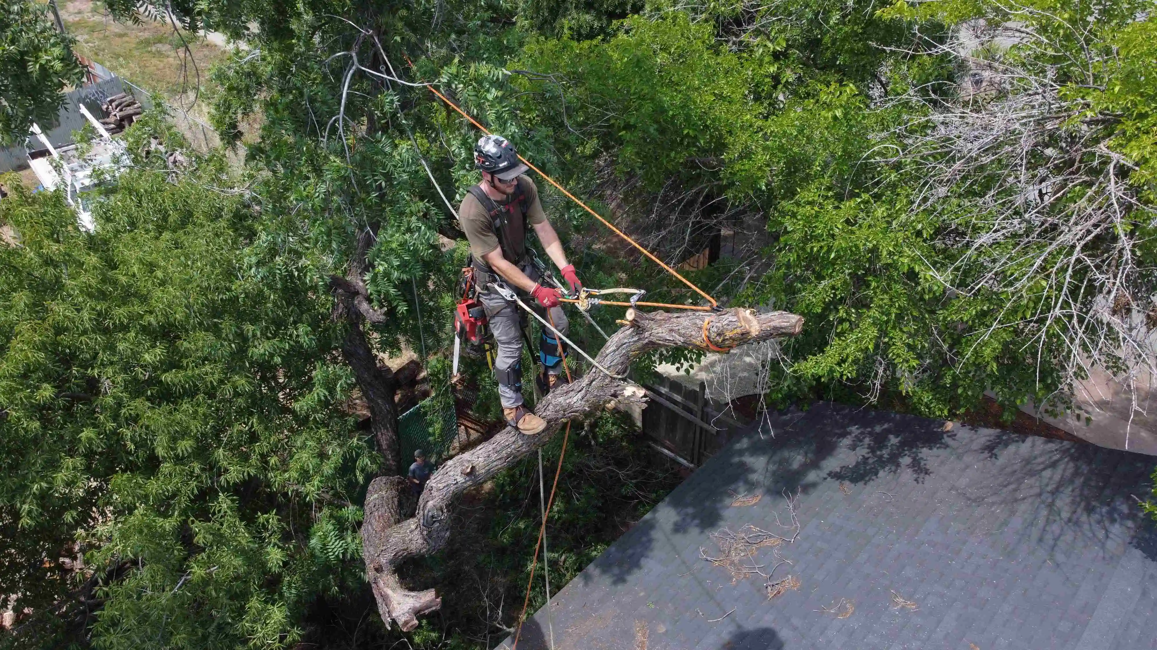 Tree trimming