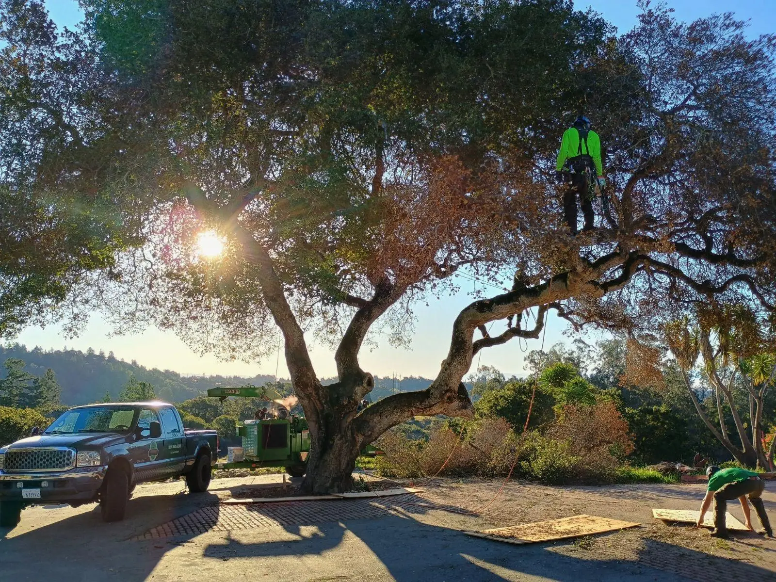 Tree trimming job 2