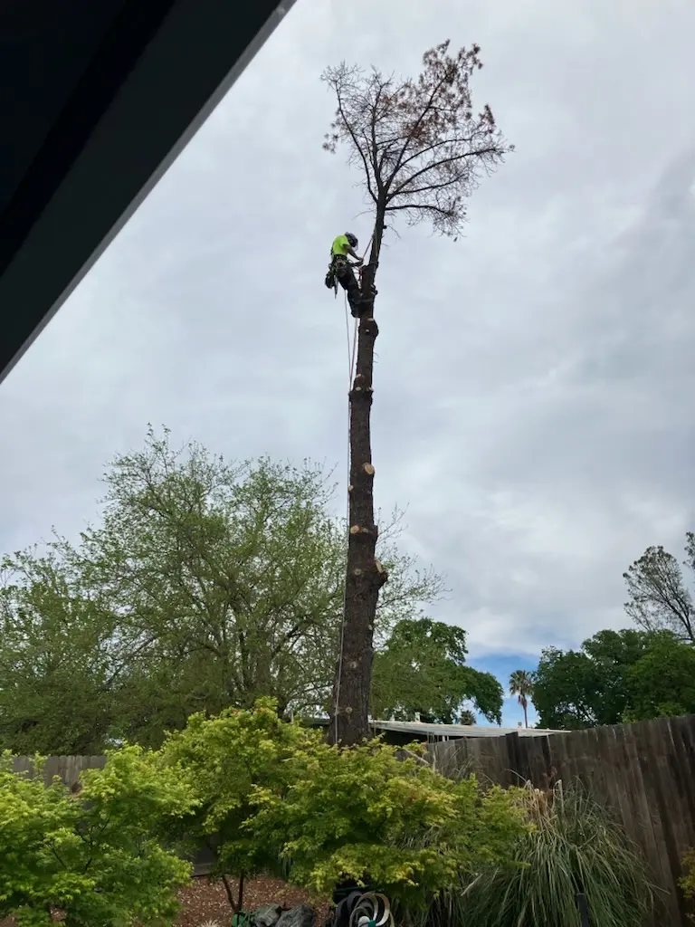 Tree removal job 2