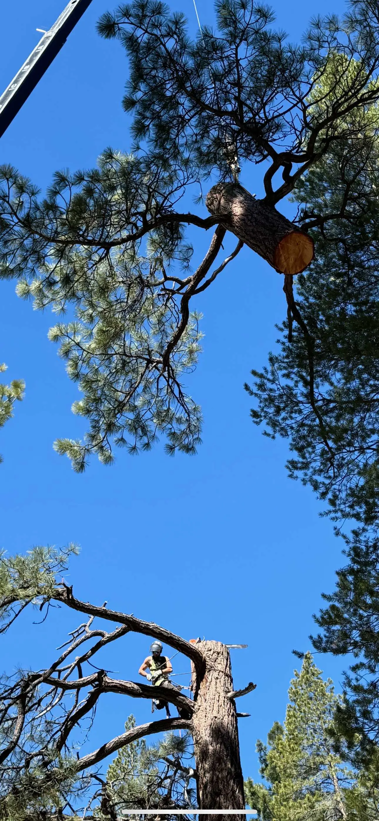 Tree removal job