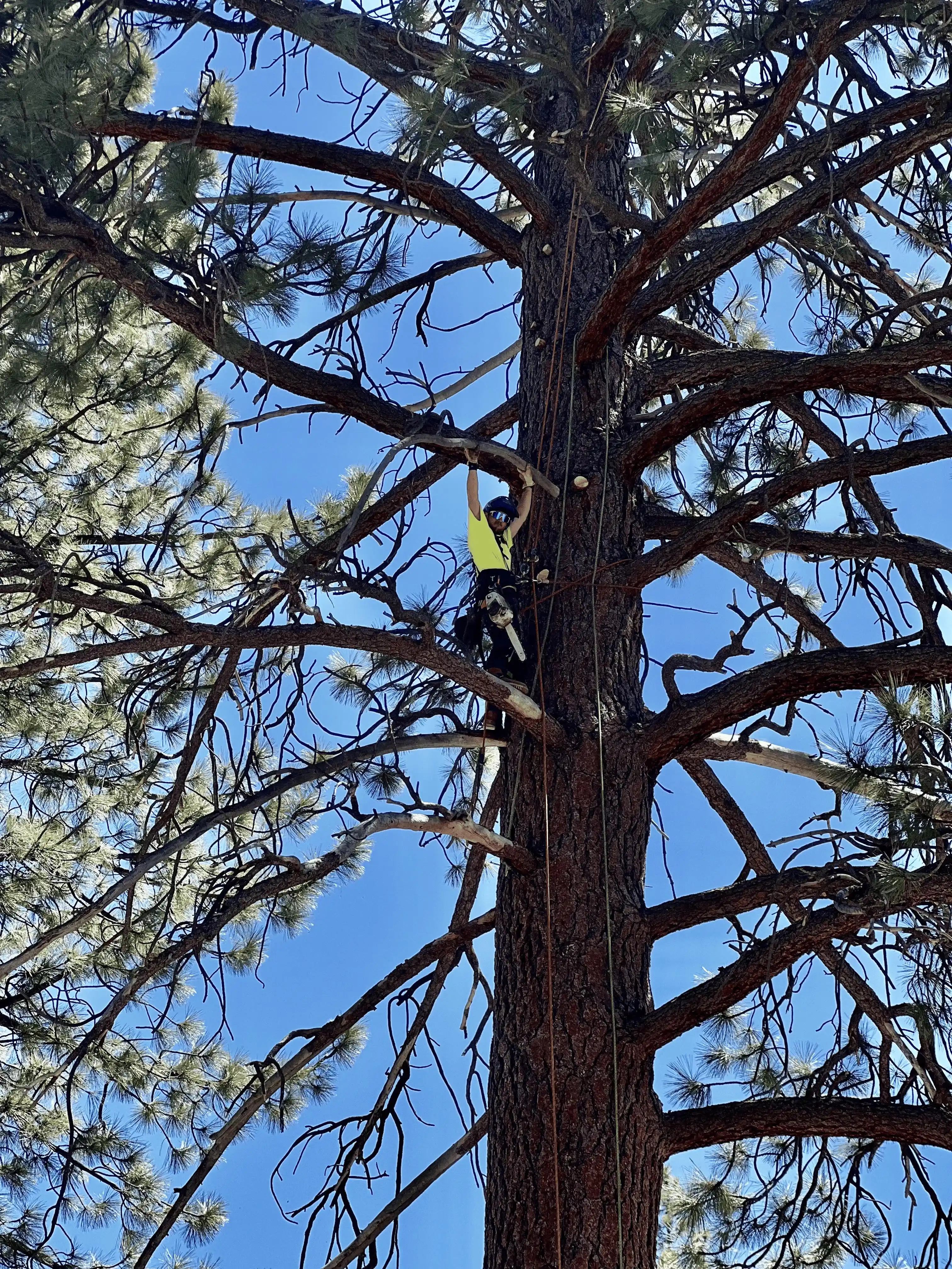 Tree Trimming job 4