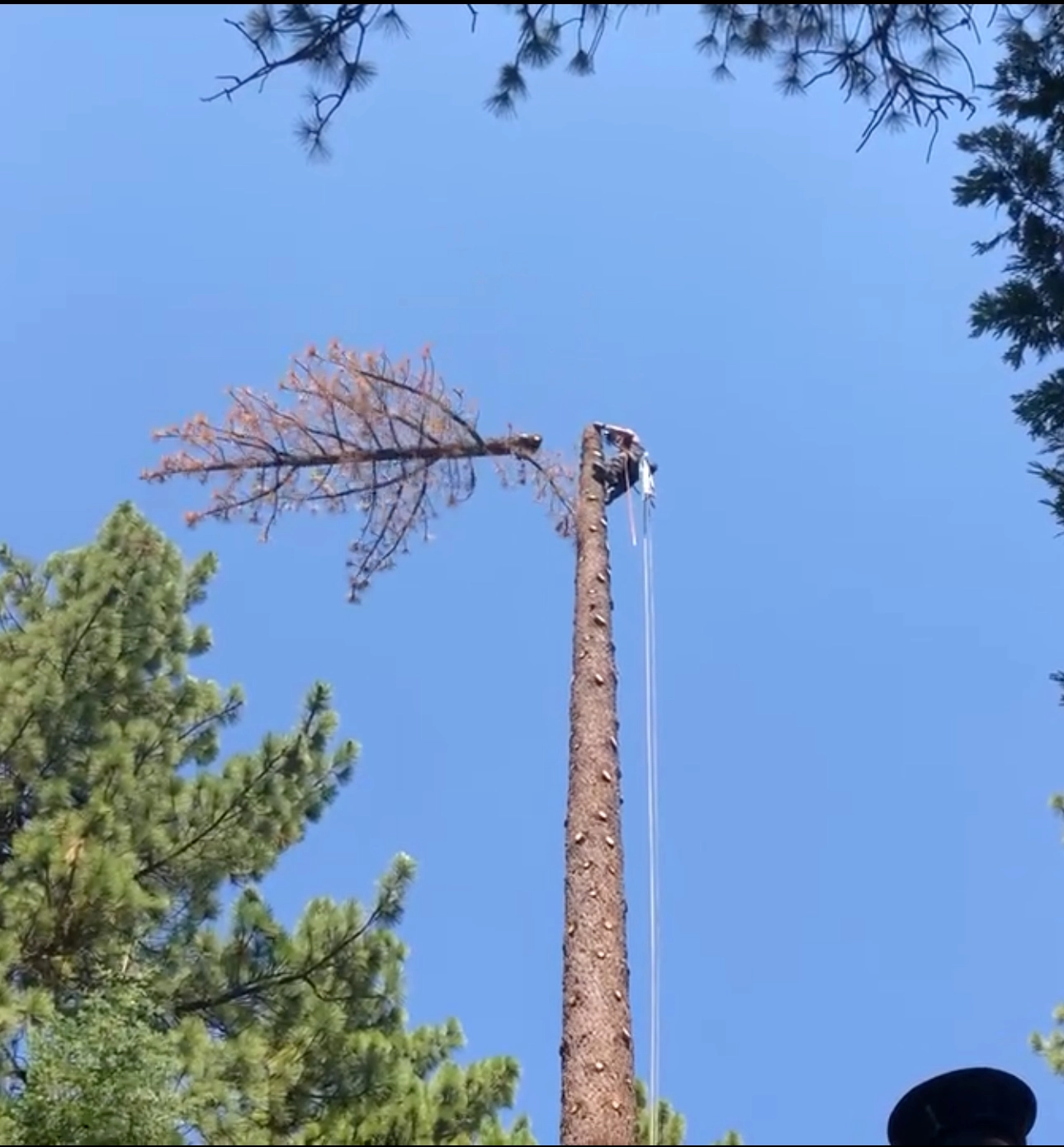 Tree Removal job 3
