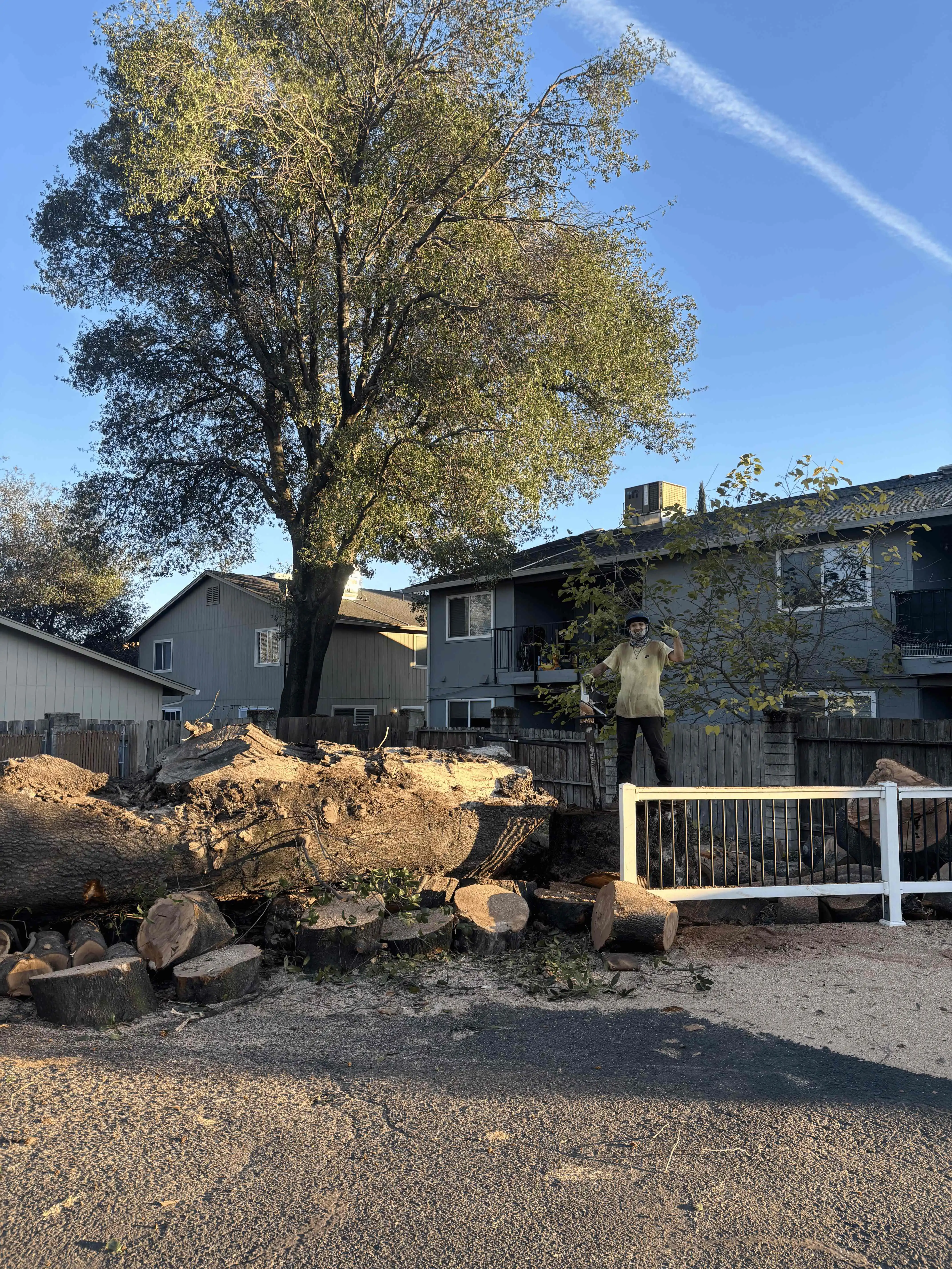 Hazard tree removal