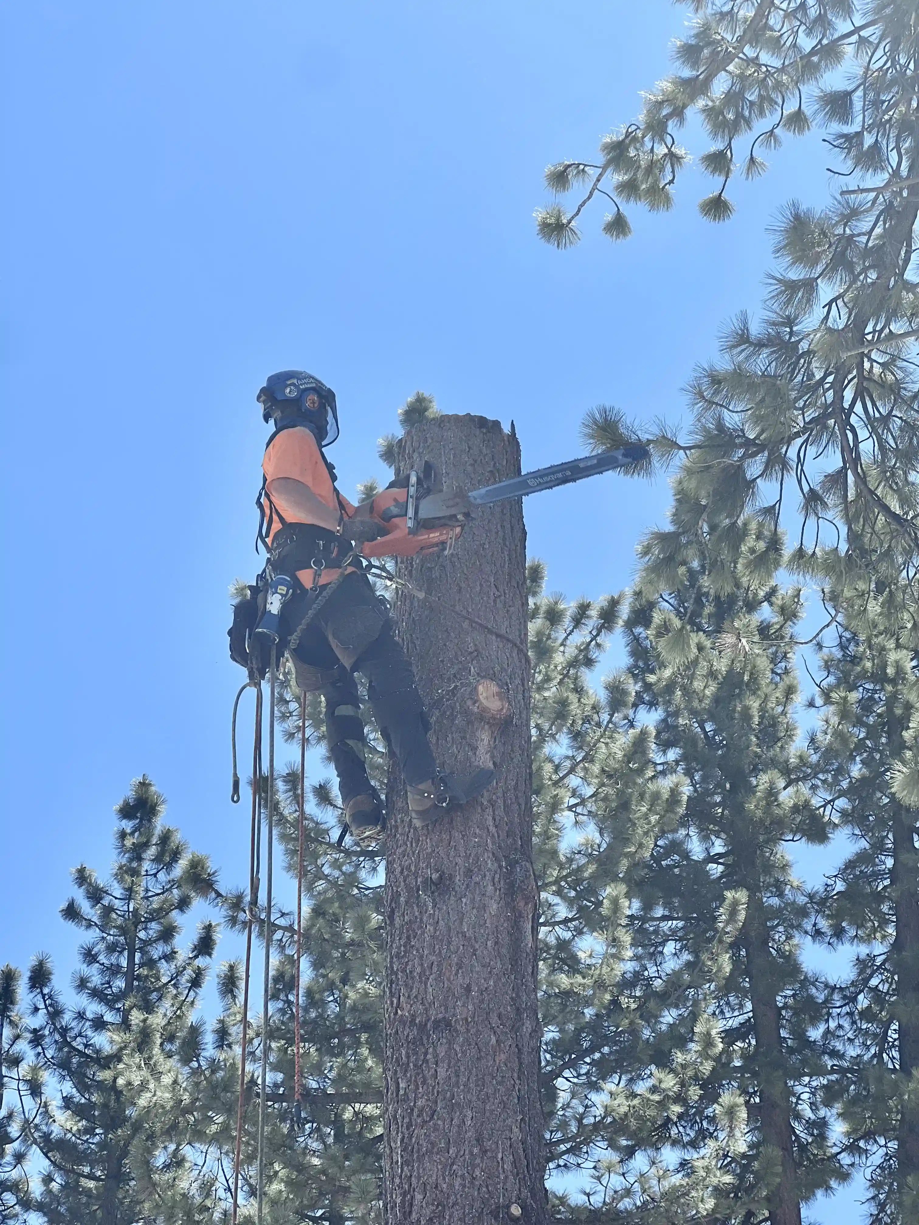 Tree removal job 3