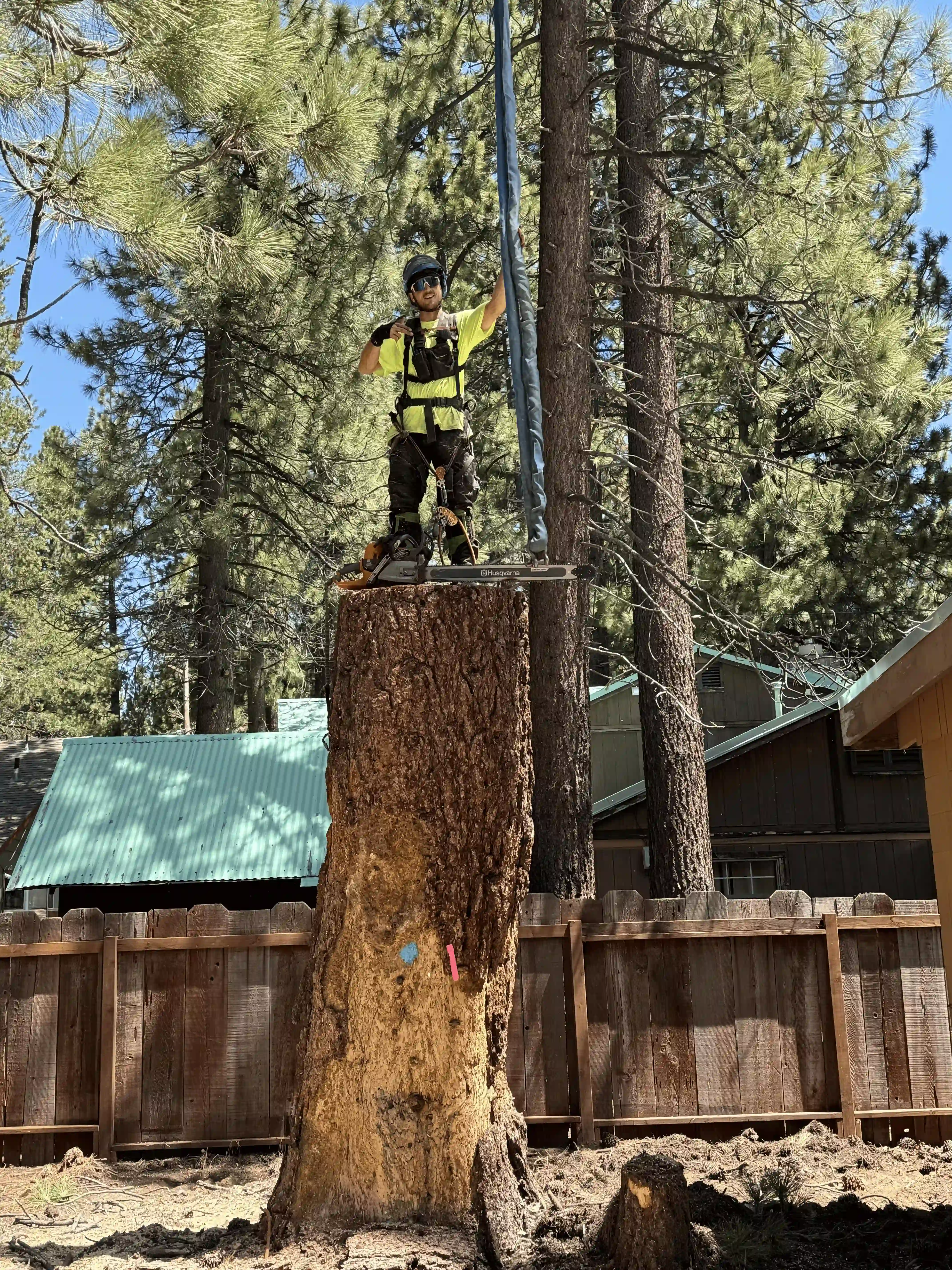 Tree removal job 4
